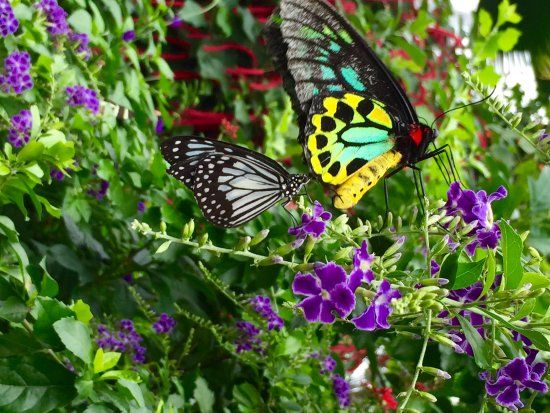 Butterfly Conservatory